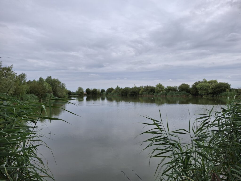 Photo showing a large freshwater lake with trees in the background and freshwater plants in the foreground