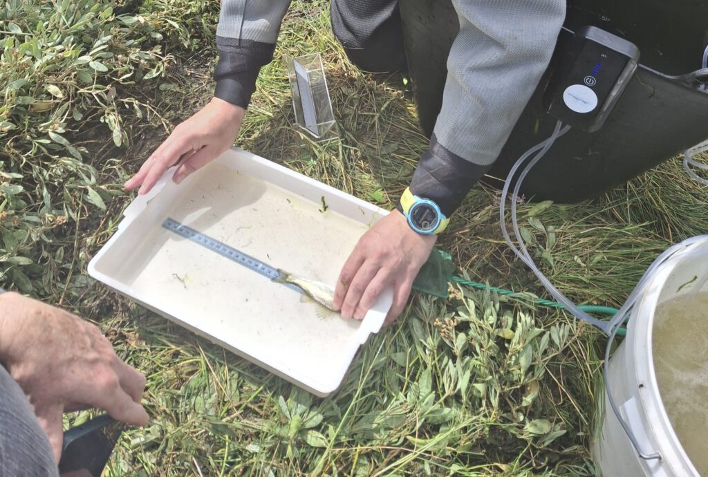 Sea bass, Bass, fish measurer, fish survey, saltmarsh , fish, estuary, coast